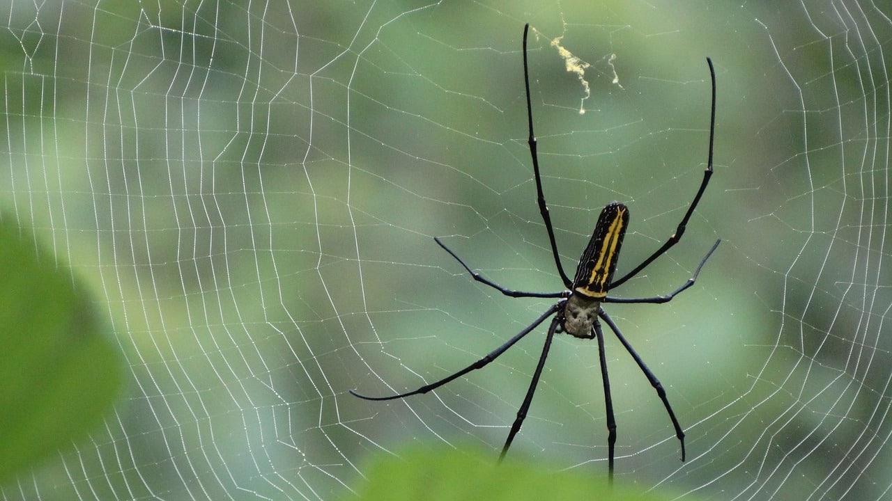 Spiders Extermination Brock Pest Control